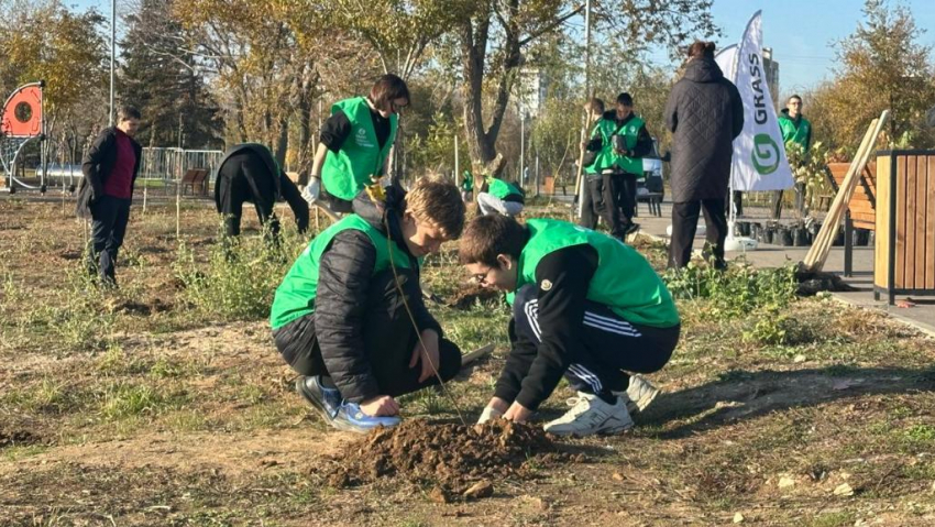 ﻿Сотню новых кленов посадили в Волжском 