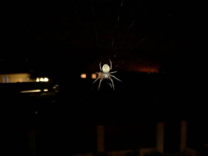 Волжанку напугал огромный паук около ее окна