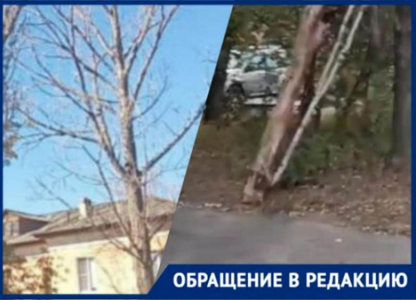Второй месяц во дворах Волжского не могут убрать упавшие деревья и сухие деревья