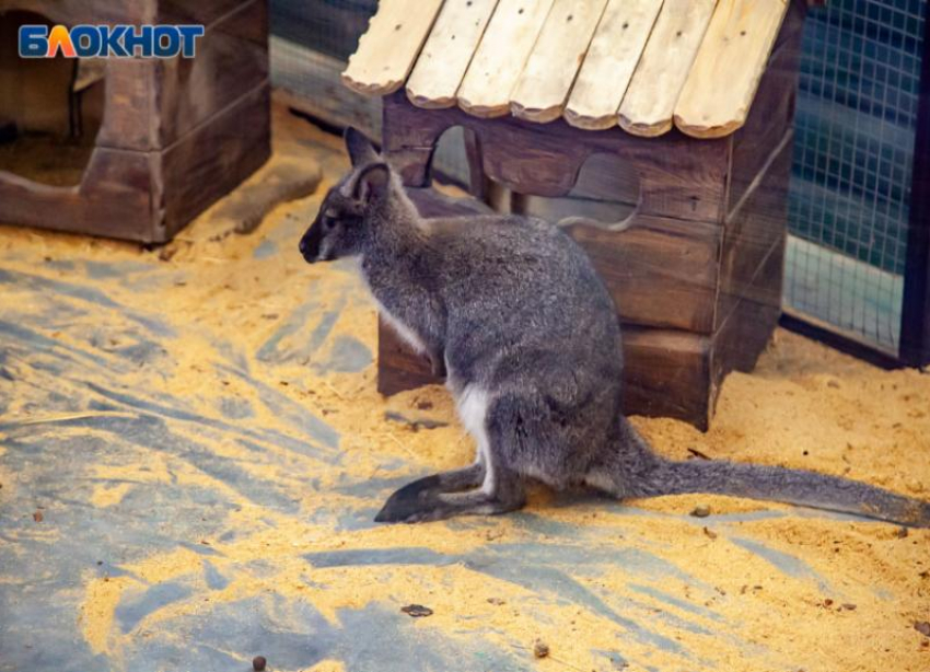 В Волжском есть кенгуру: где живет и как увидеть