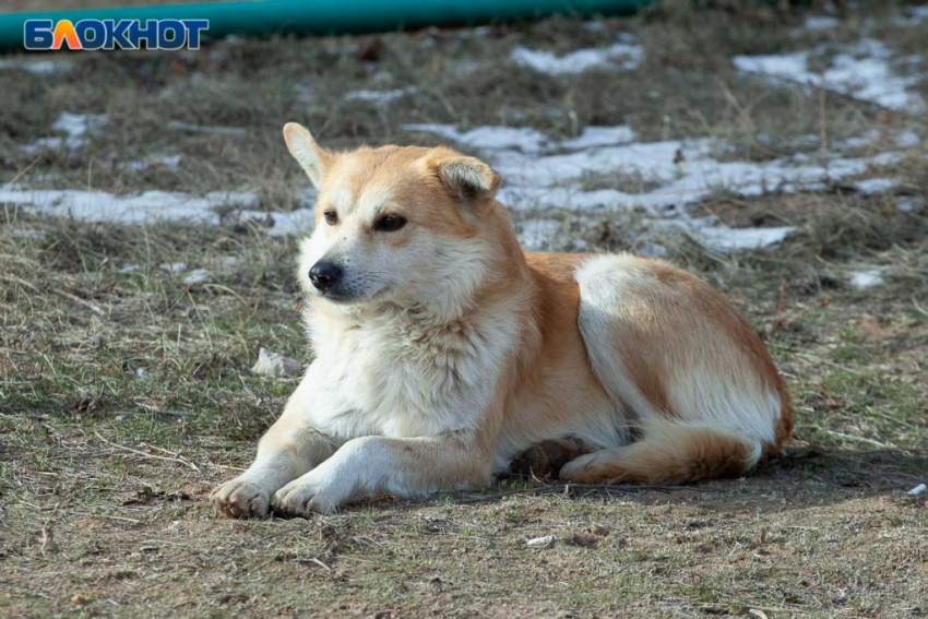 В Волгоградской области выявлен случай бешенства