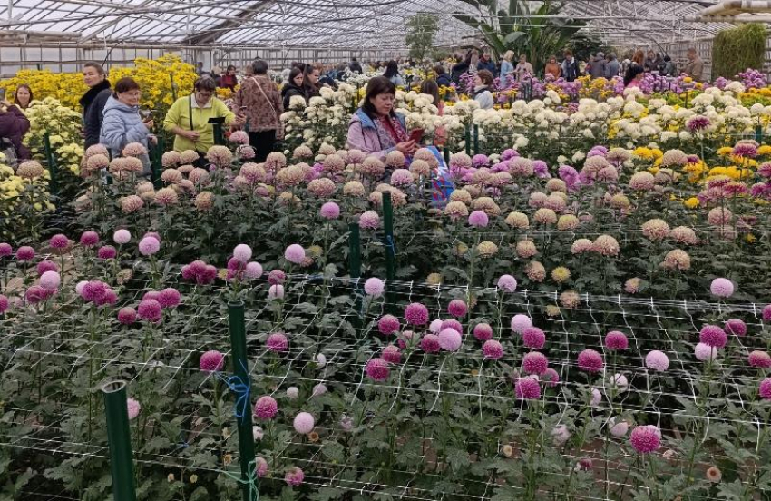 Бал хризантем в ботаническом саду: волжане увидят больше сортов
