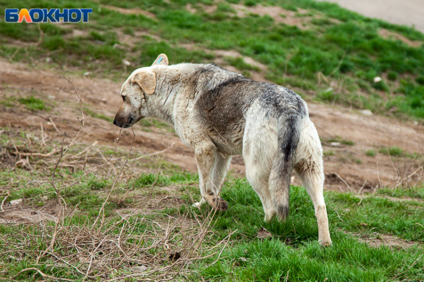 Бастрыкин потребовал возбудить уголовное дело из-за нашествия собак в больничном городке Волжского