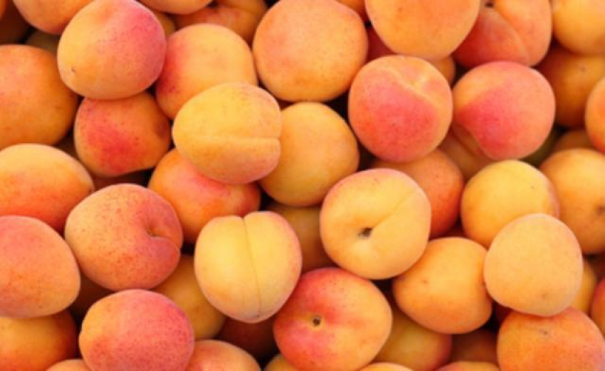 В Волжском впервые за много лет созрел богатый урожай абрикосов