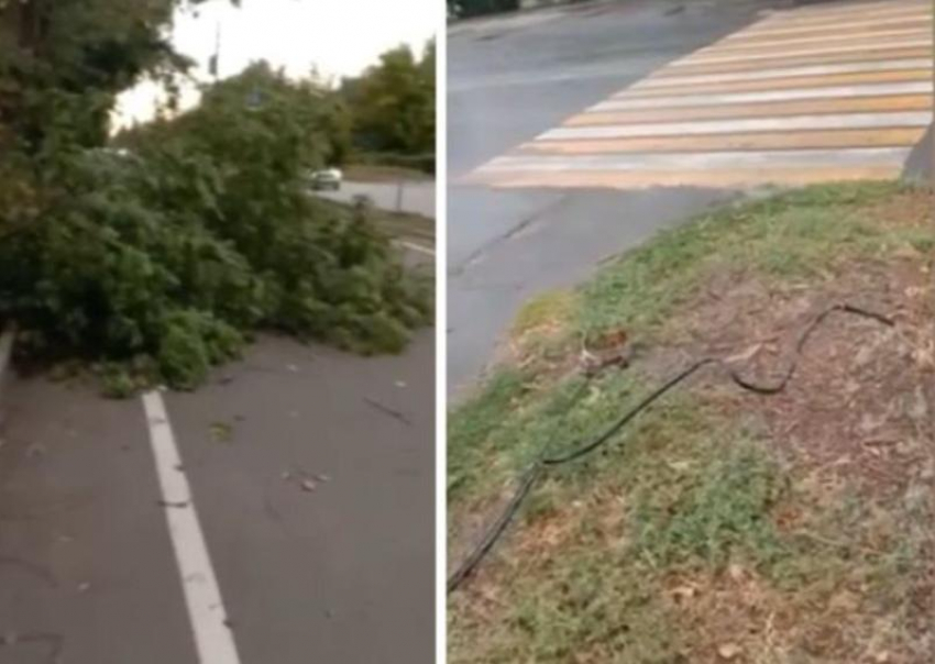 Оборванные провода и рухнувшие деревья: последствия сильного ветра попали на видео в Волжском