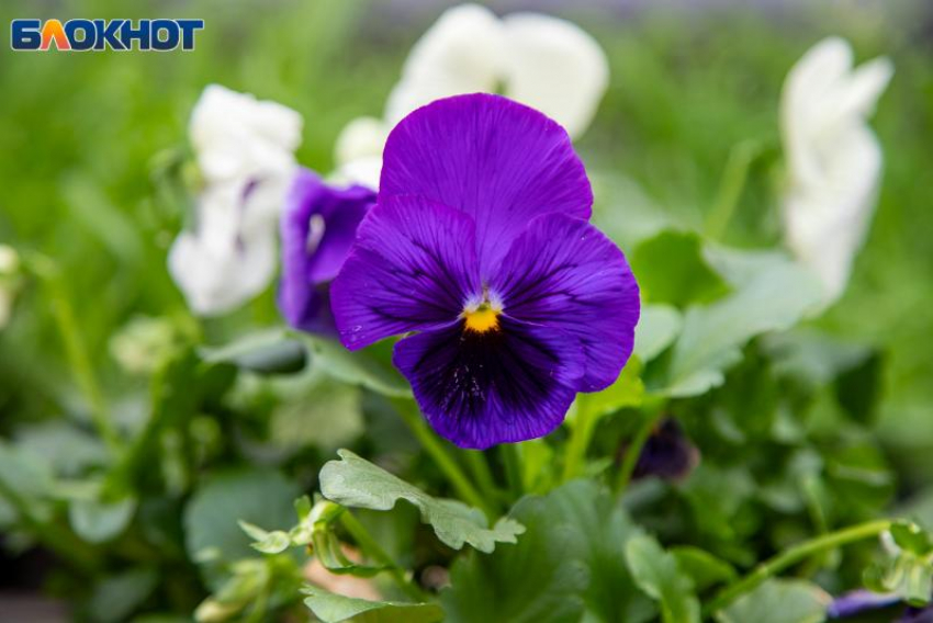 До +18 и слабая магнитная буря: какая погода ждет волжан 26 апреля