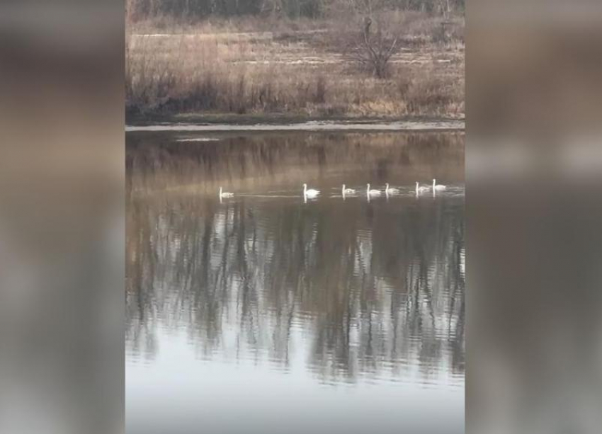 Стая лебедей облюбовала водоем под Волжским: видео