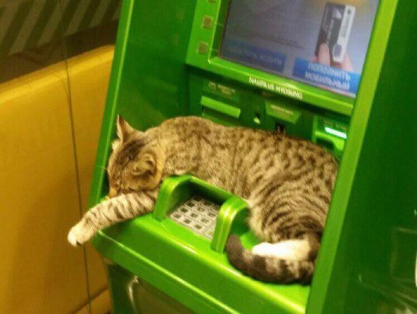 Уютно примостившийся котик на банкомате умилил волжан
