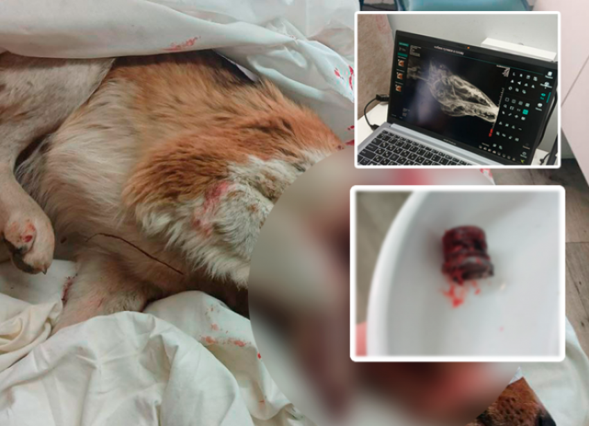 Дело о зверском убийстве собаки Лесси в Волжском наконец-то передано в суд: обвиняемый не признает вину