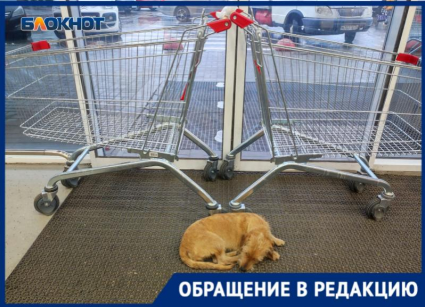 Глисты и блохи: собаки греются в продуктовых магазинах Волжского