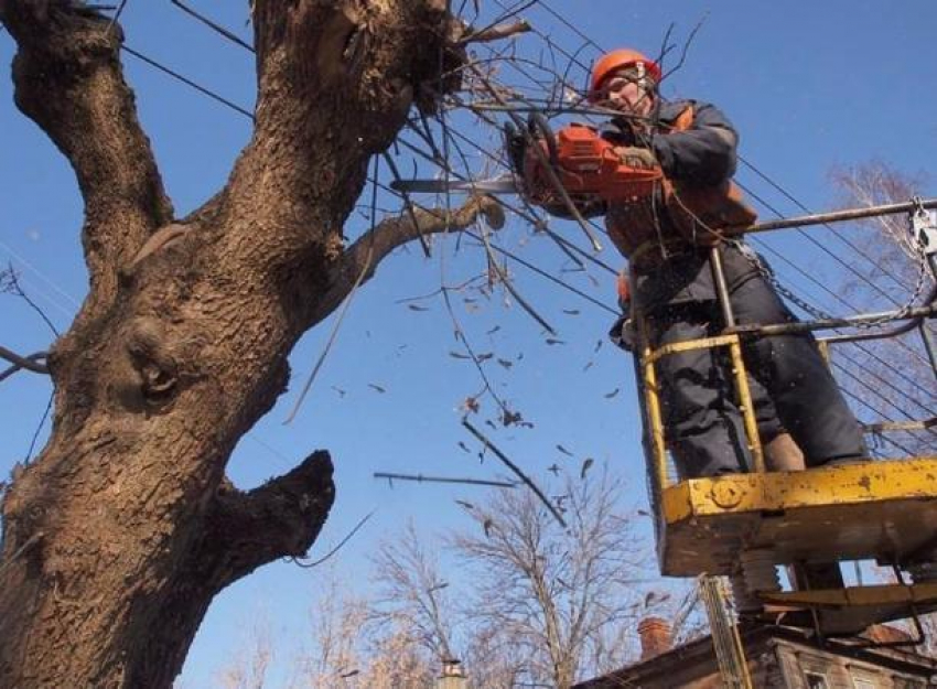 В Волжском снесут деревья-долгожители