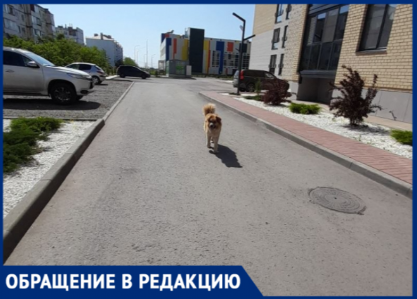 Бешеная блохастая собака терроризирует детей у пятой школы в Волжском