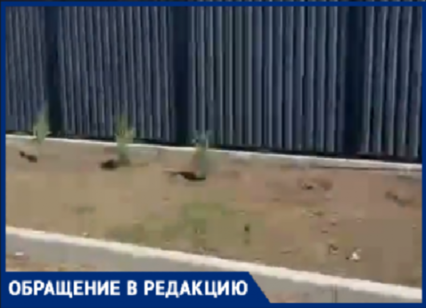В Волжском начали воровать деревья 