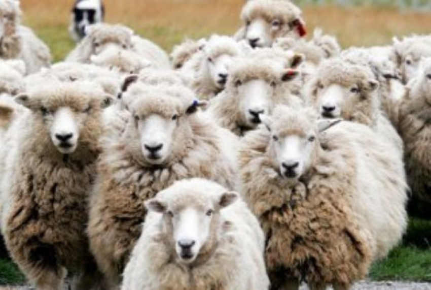 Под Волжским пенсионерка в одиночку выкрала целое стадо овец