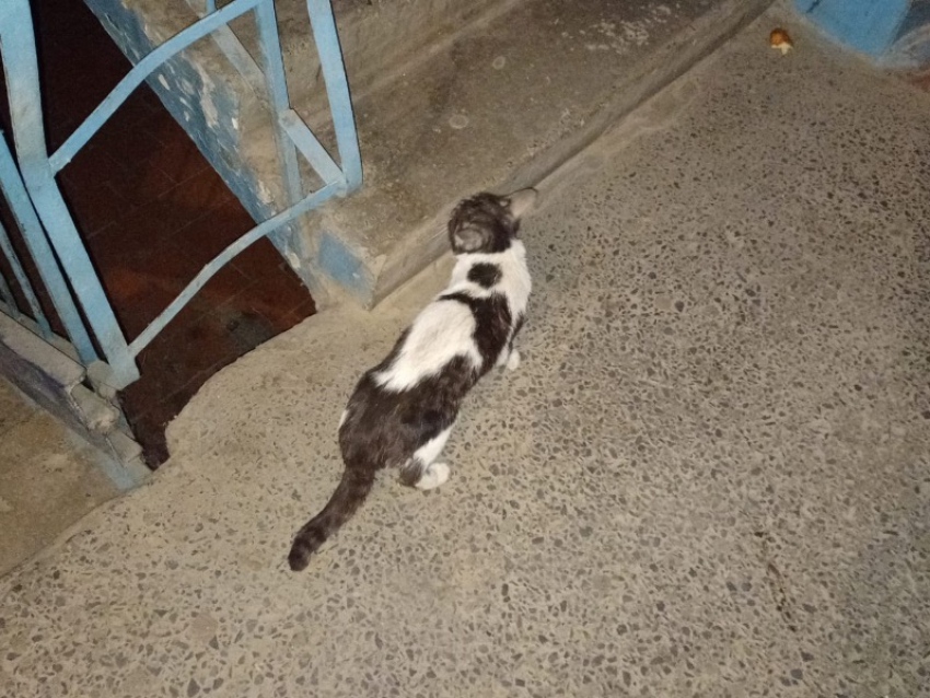 Уже третьи сутки в подъезде Волжского сидит и плачет котенок