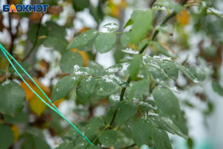 Степанов день: почему 9 января слушали птиц и берегли дом от бед