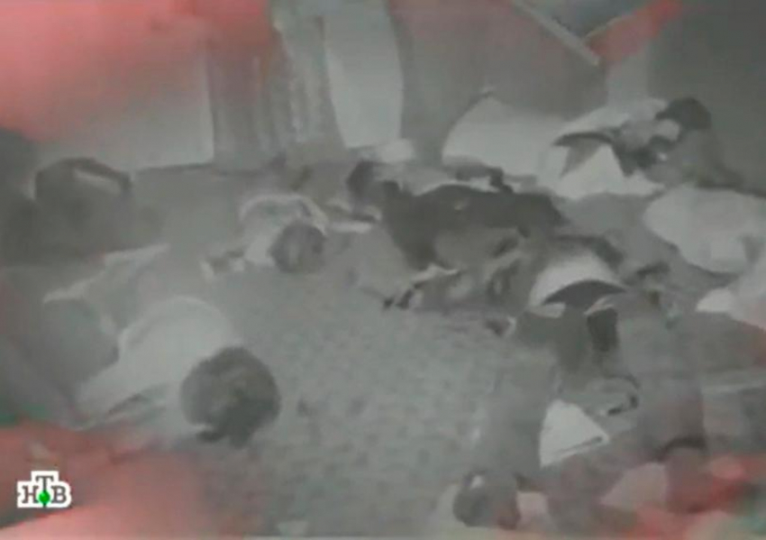 Криминальное прошлое Волжского: история убийства целой семьи