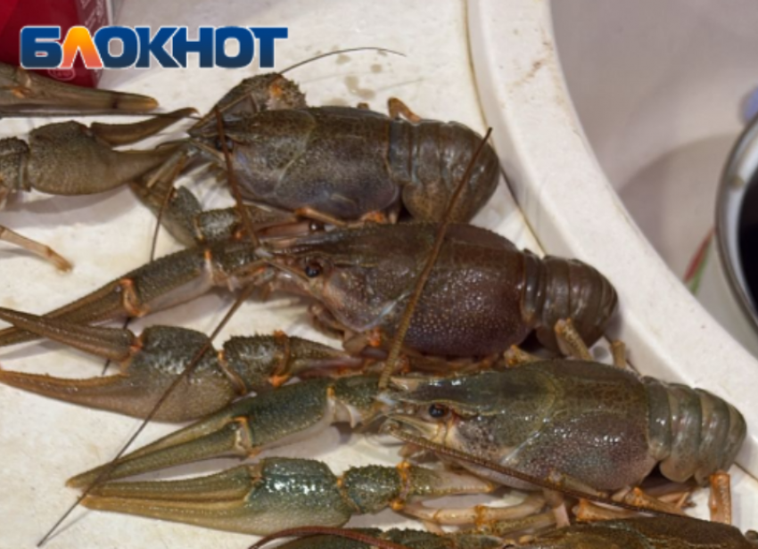 Волгоградский курьер украл 4 кг раков, но они испортились