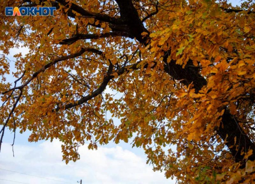 Экологи из Волжского рассказали о состоянии воздуха и жалобах граждан