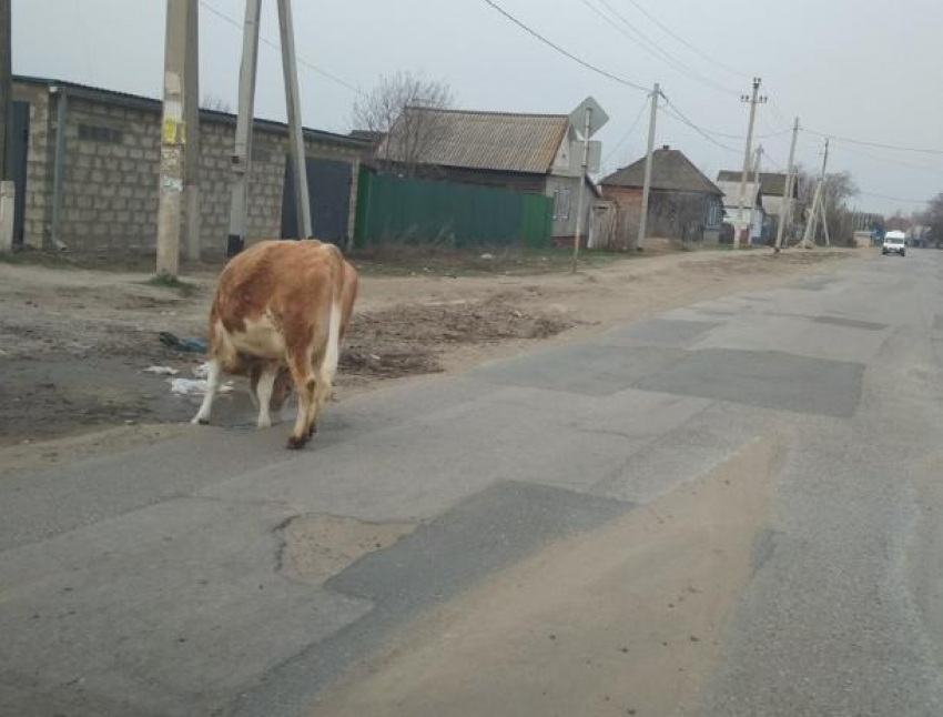 В Краснослободске искали хозяина коровки