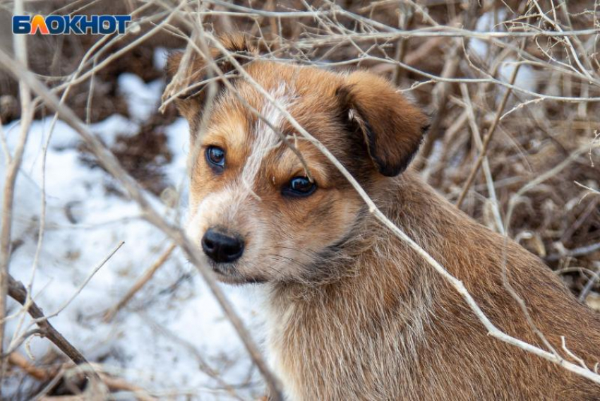 Власти запретили пьяным волжанам гулять с собаками