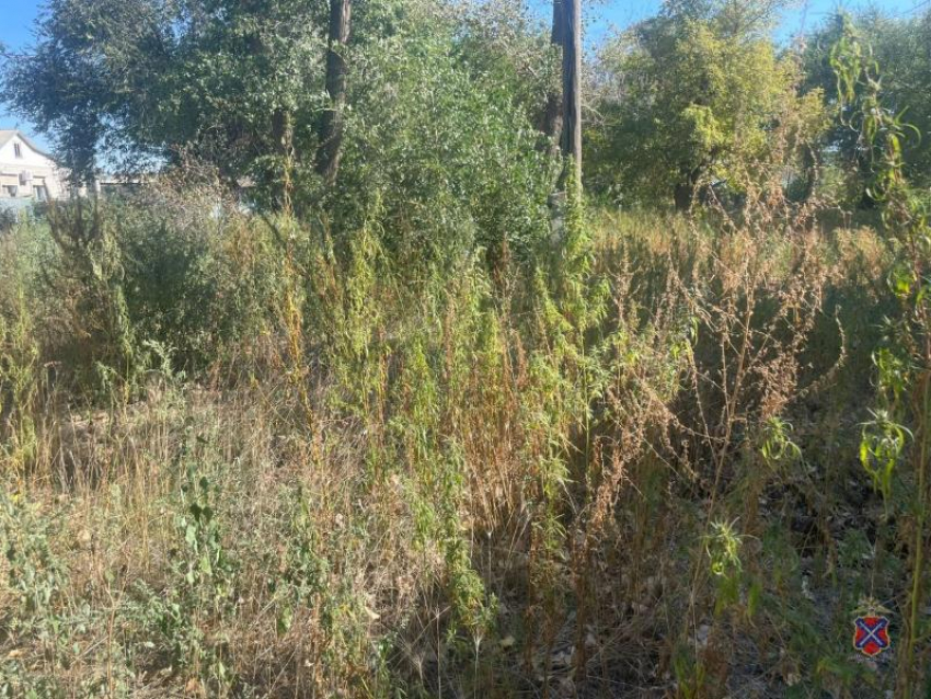 Десятки задержанных и более 56 кг наркотиков изъято в Волгоградской области