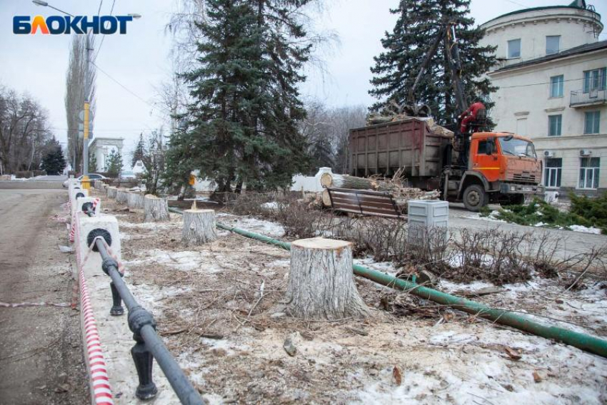 Администрация Волжского объяснилась за спиленные деревья на Фонтанной