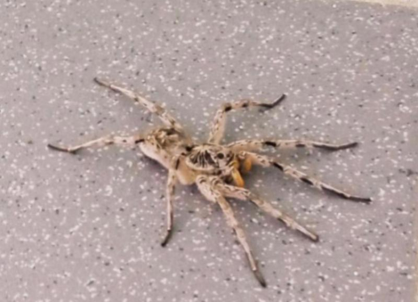 Огромный паук в позе нападения попал на видео в Волжском
