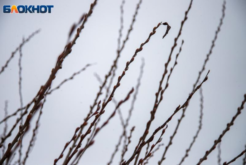 Последняя неделя апреля в Волжском начнется с заморозков до -1 и сильным ветром