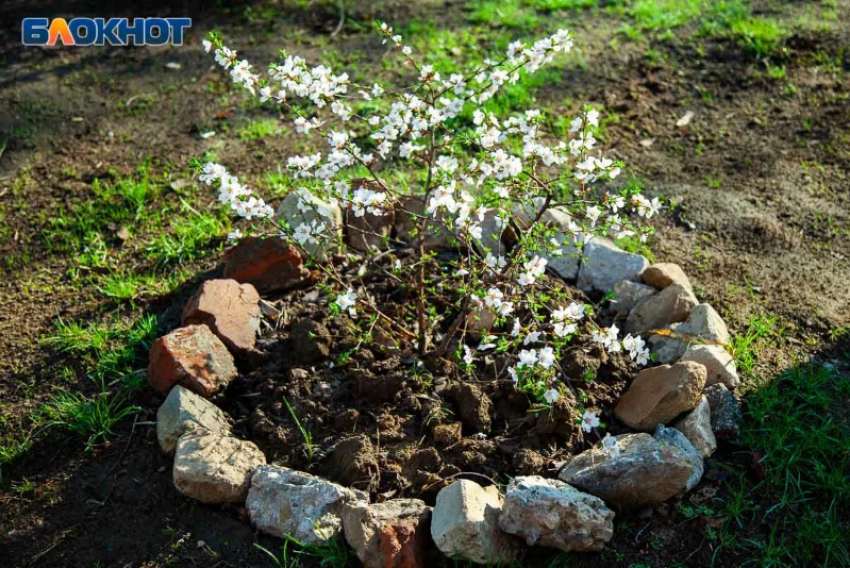 8 тысяч деревьев и 4 тысячи кустарников: в Волжском стартует акция по озеленению