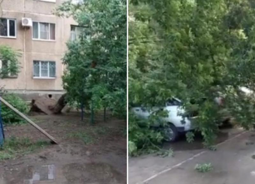 Дерево рухнуло и оборвало провода в одном из дворов в Волжском