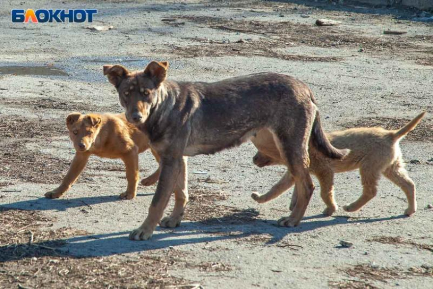 Еще 3 миллиона рублей выделяют на обращение с бездомными собаками в Волжском