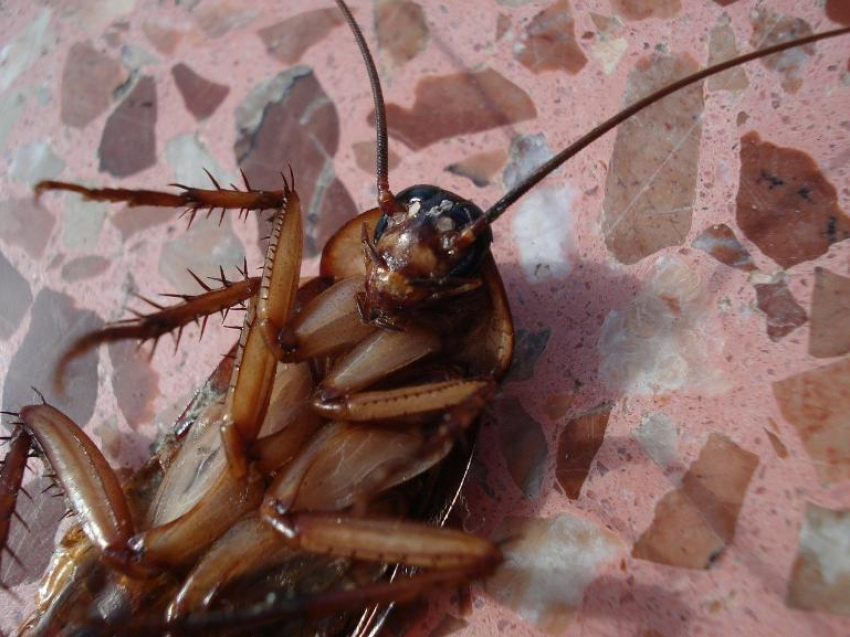 Тараканы уже на подходе к вашему дому: роспотребнадзор предупредил волжан