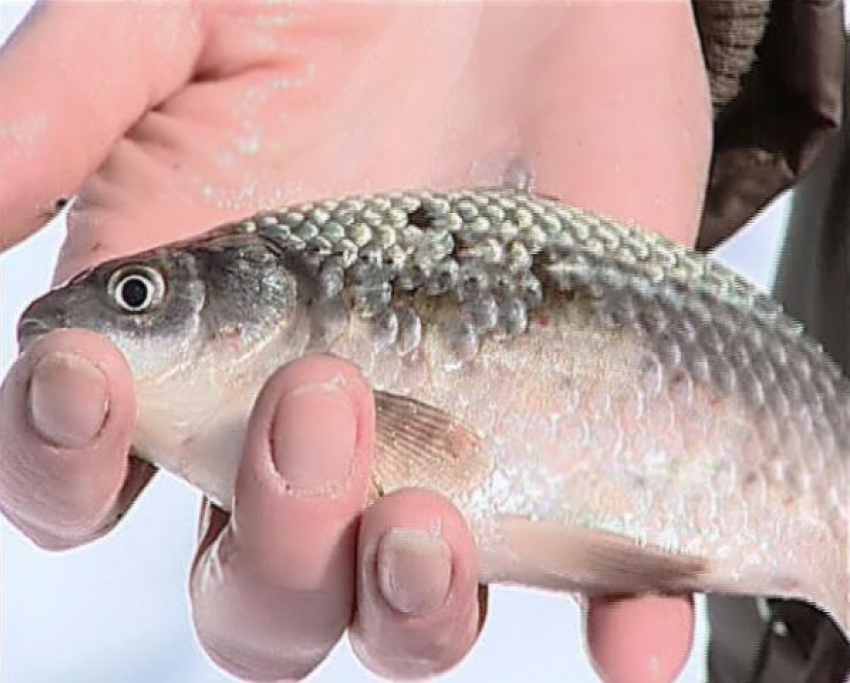 Волжан предупредили : употребление местной рыбы грозит серьезными инфекциями