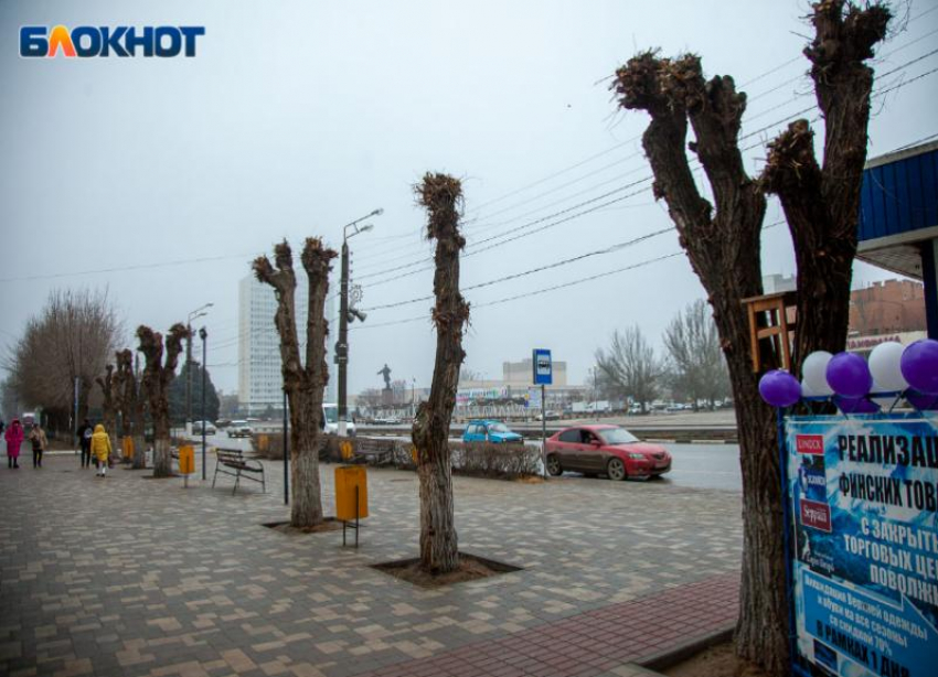 Тысячу молодых деревьев планируют высадить этой весной в Волжском