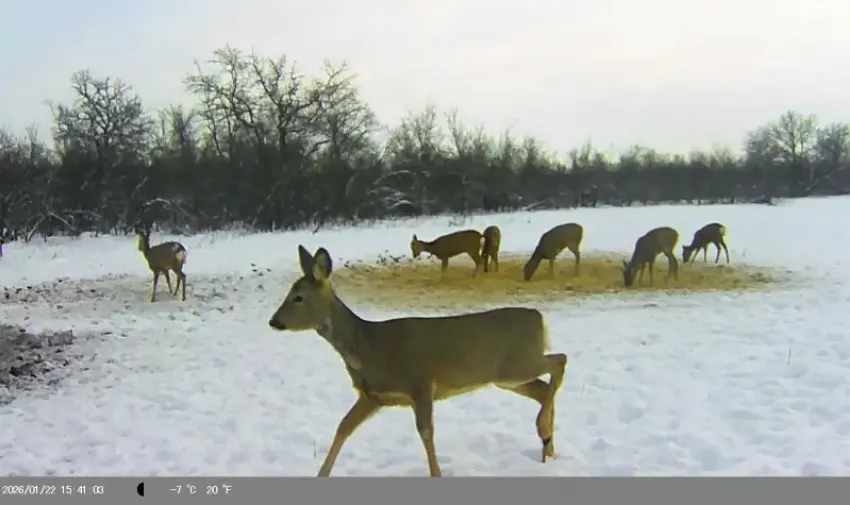 Волгоградские экологи и общественники помогут подсчитать охотничьи ресурсы