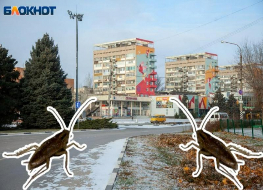 Нашествие тараканов в Волжском: причины, особенности и опасности