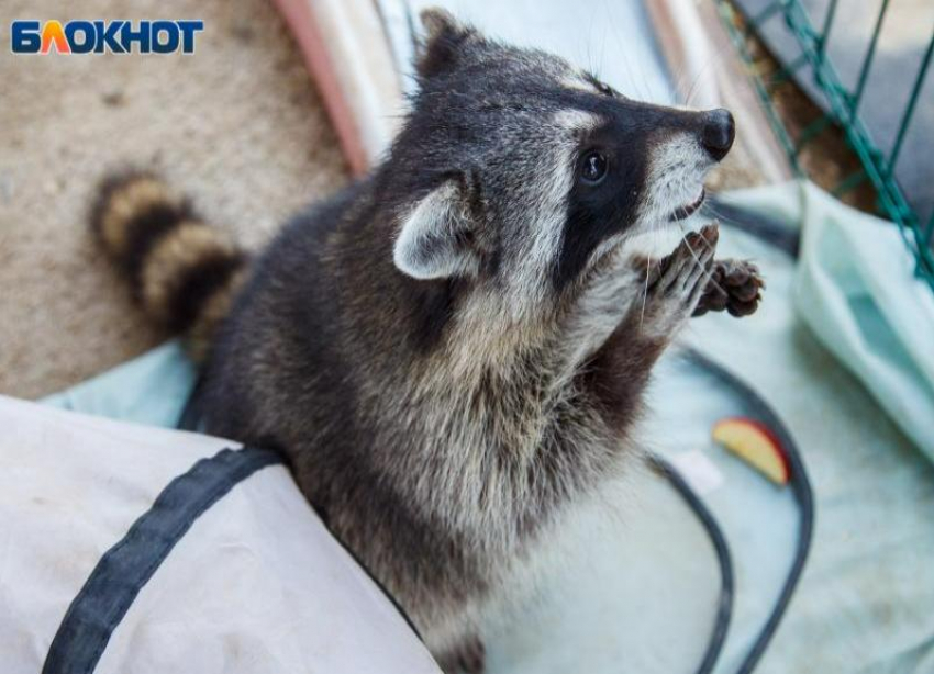 8 тысяч человек обратились за помощью : карантин по бешенству из-за енотовидной собаки объявили близ Волжского