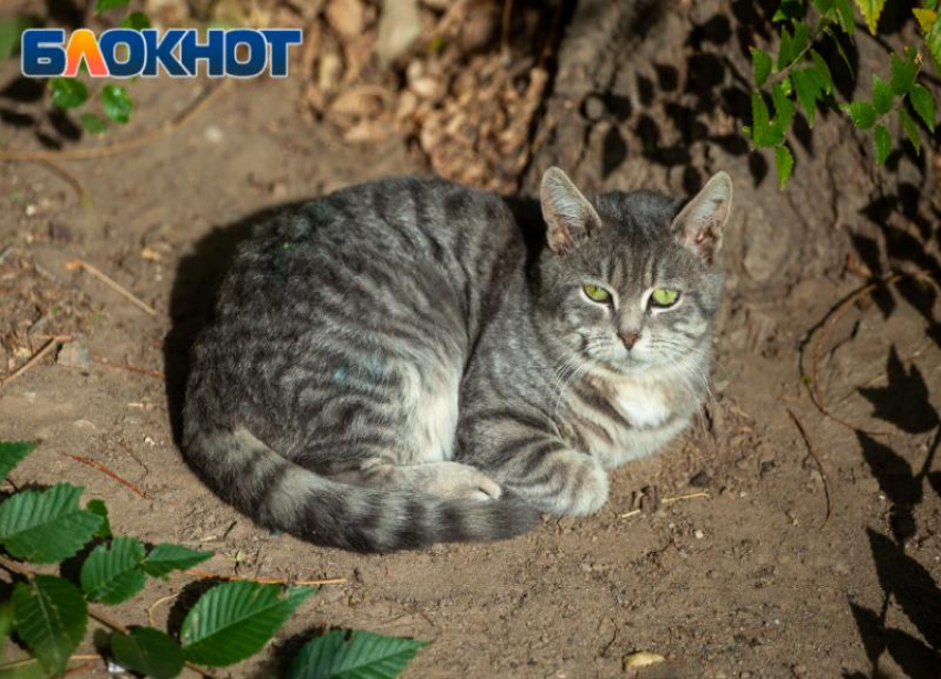 Солнышко в субботу будет целовать волжан в макушки