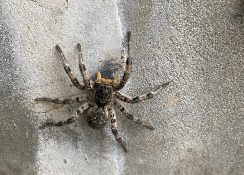 Южнорусского тарантула обнаружили в Волжском