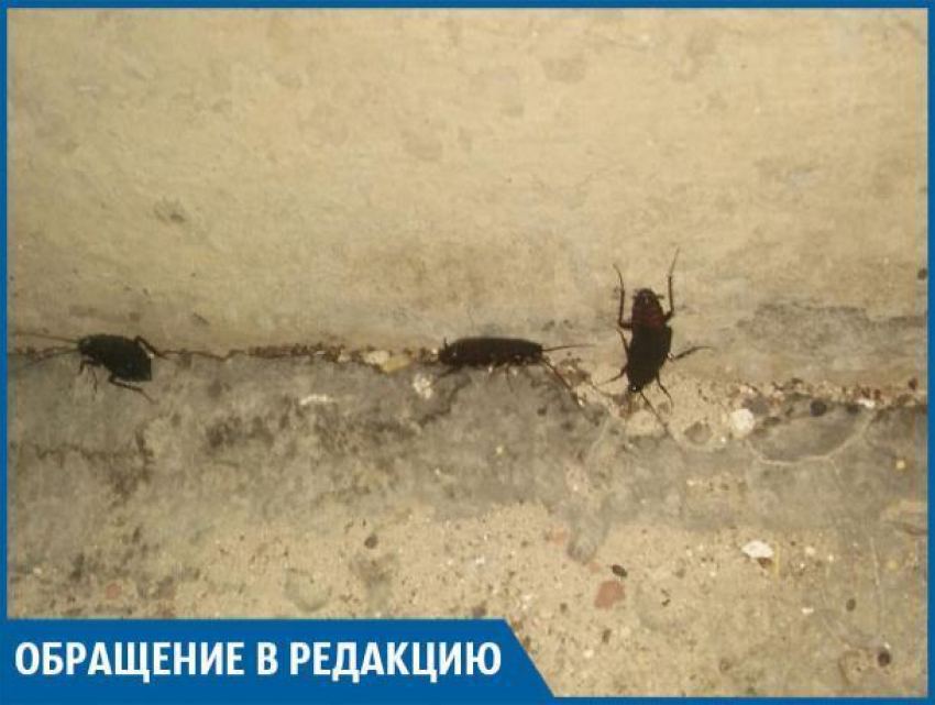 Трехсантиметровые тараканы плодятся в жилых домах Волжского