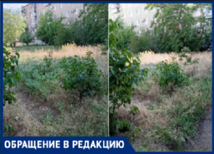 «Ждем, когда кто-нибудь подожжет»: жители 30-го микрорайона Волжского жалуются на «джунгли» у дома и клещей на детях