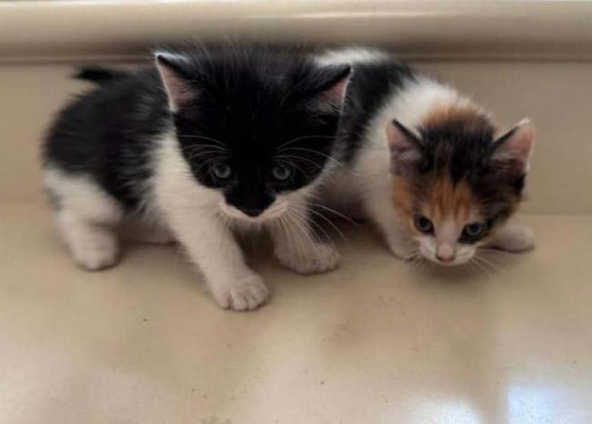 Трехцветный пушистый оберег и милый маленький Бэтмен ищут любящую семью в Волжском