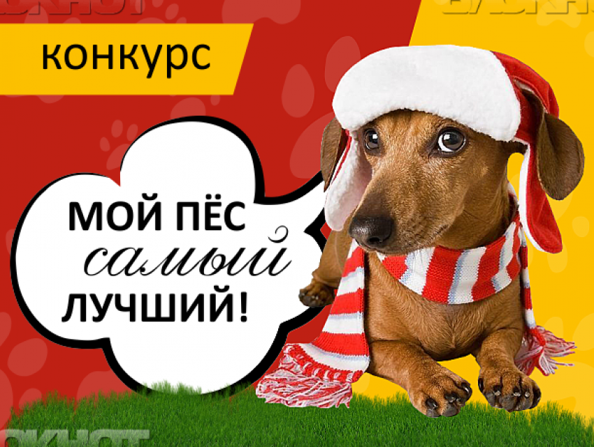На сайте «Блокнот Волжского» завершилось голосование за участников конкурса «Мой пес самый лучший"