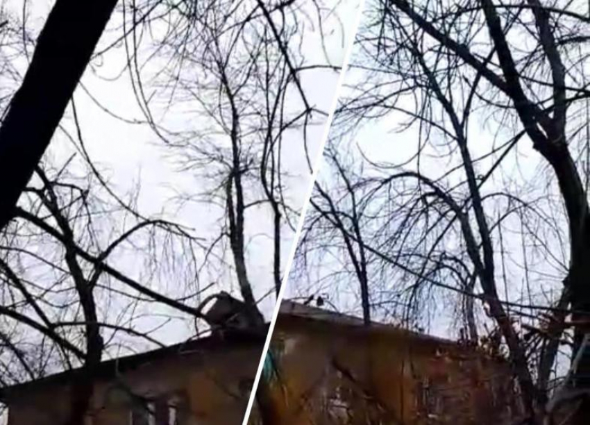 Кладбище сухих деревьев во дворе жилого дома сняли на видео