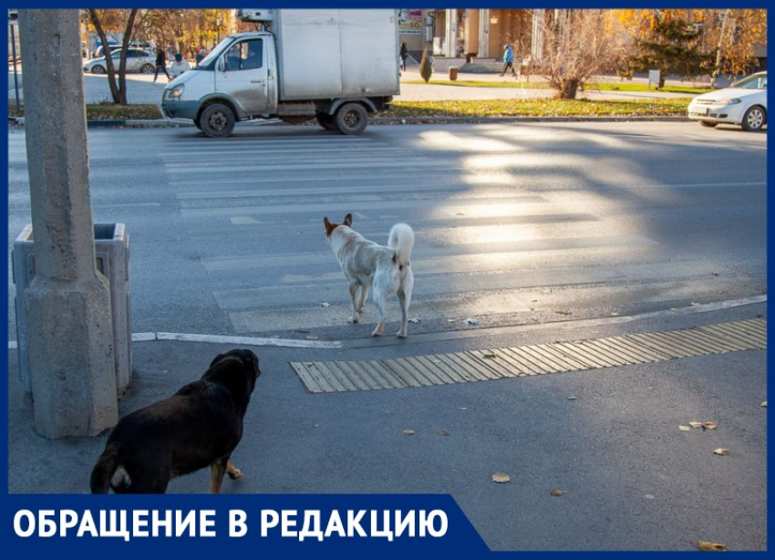 Стая агрессивных собак проживает у отдела полиции в Волжском: видео