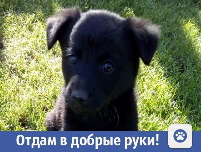 Ласковые щенки ищут добрых хозяев в Волжском