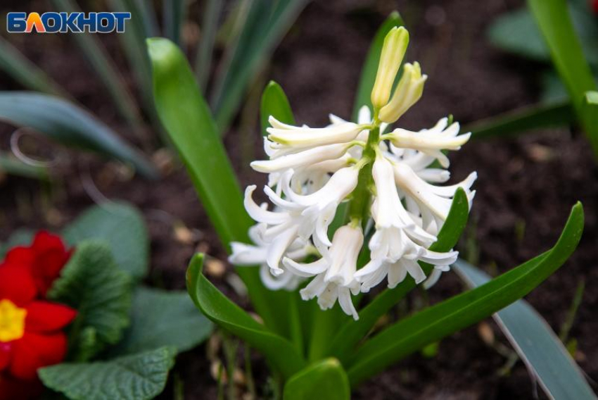 Солнце будет выглядывать из-за туч во вторник: погода в Волжском