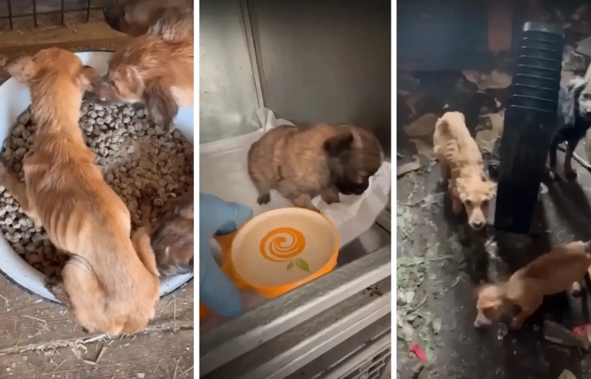 В Волжском приюте рассказали о состоянии трёх десятков животных, спасённых из «собачьего концлагеря»