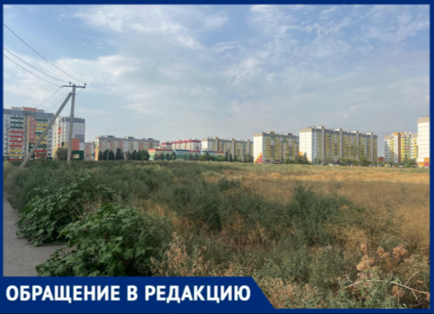 Волжский тонет в траве и смраде: жители жалуются на заброшенное поле с трупами животных